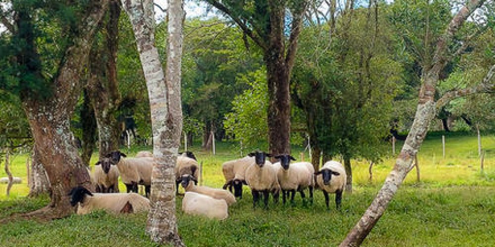 d4a8f6_9c7b971bebe246bbb6bf01fcddefc14cmv2